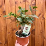 Fikus ženšenový (Ficus microcarpa) ‘GINSENG RETUSA’ - výška 15-20 cm, Ø 20-30 cm, kont. C1L